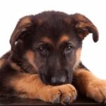 Berger allemand