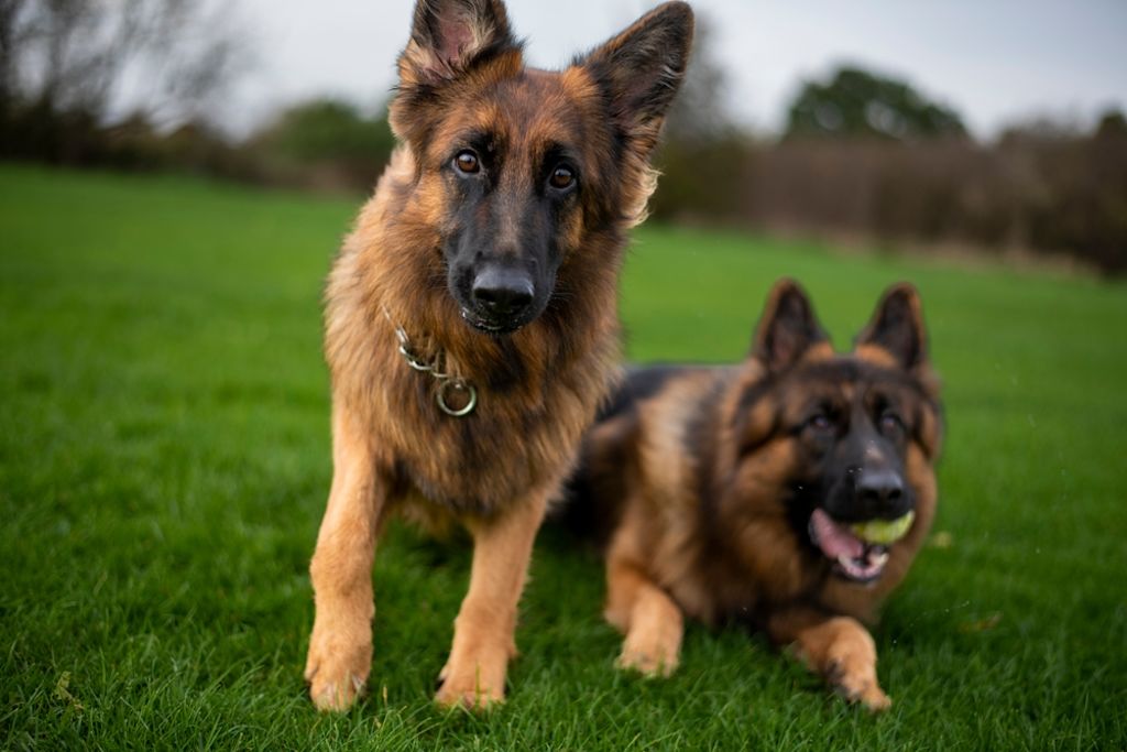 Twee attente Duitse herders