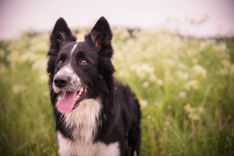 Border Collie