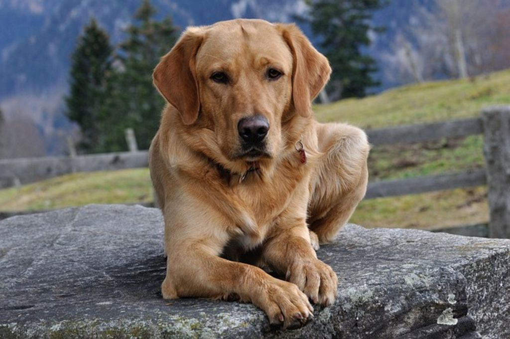 chien labrador marron