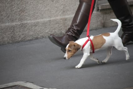 Au secours, mon chien a marché dans le goudron !