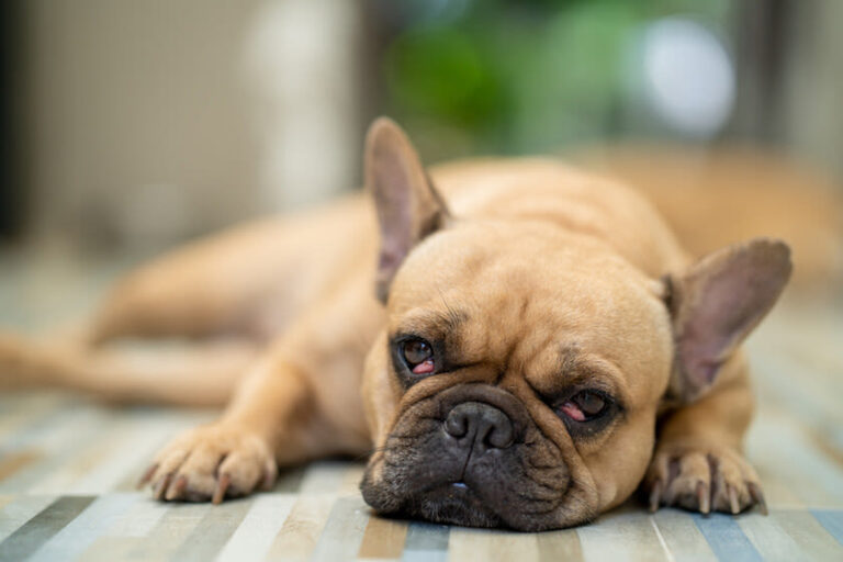 Oogontsteking bij honden