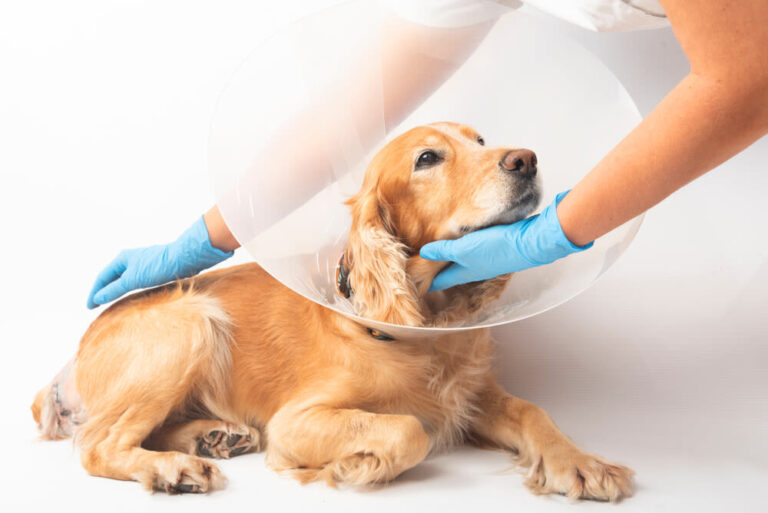 Hernia bij de hond: symptomen, behandeling en prognose