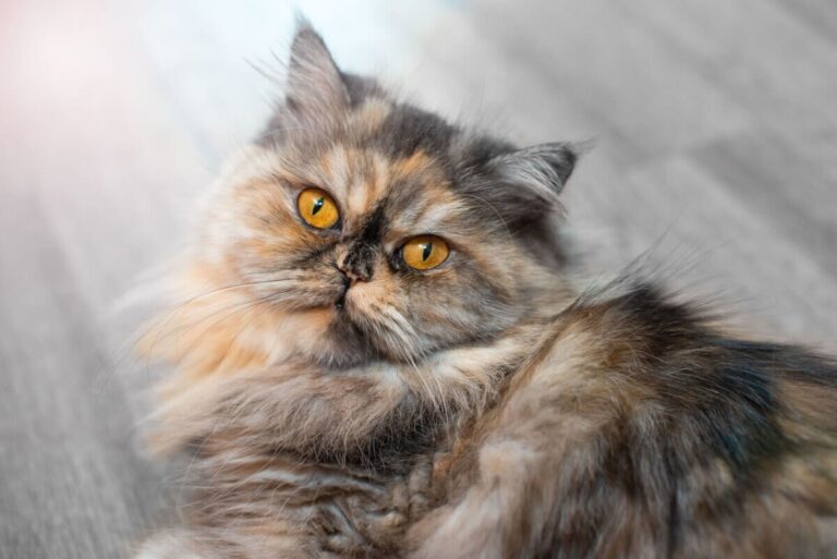 Perzische kat
