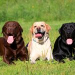 Labrador