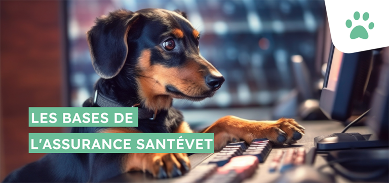 Tout comprendre sur l&rsquo;assurance santé animale Santévet