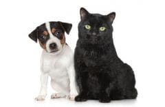 Les antiparasitaires pour chien : dangereux pour mon chat ?