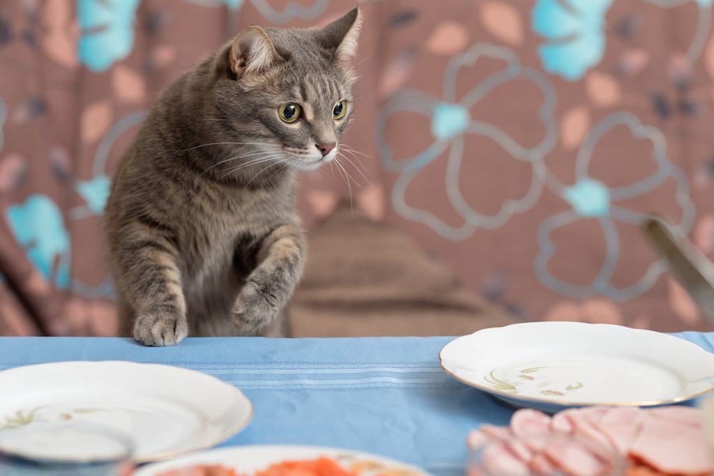 chat et jambon toxique