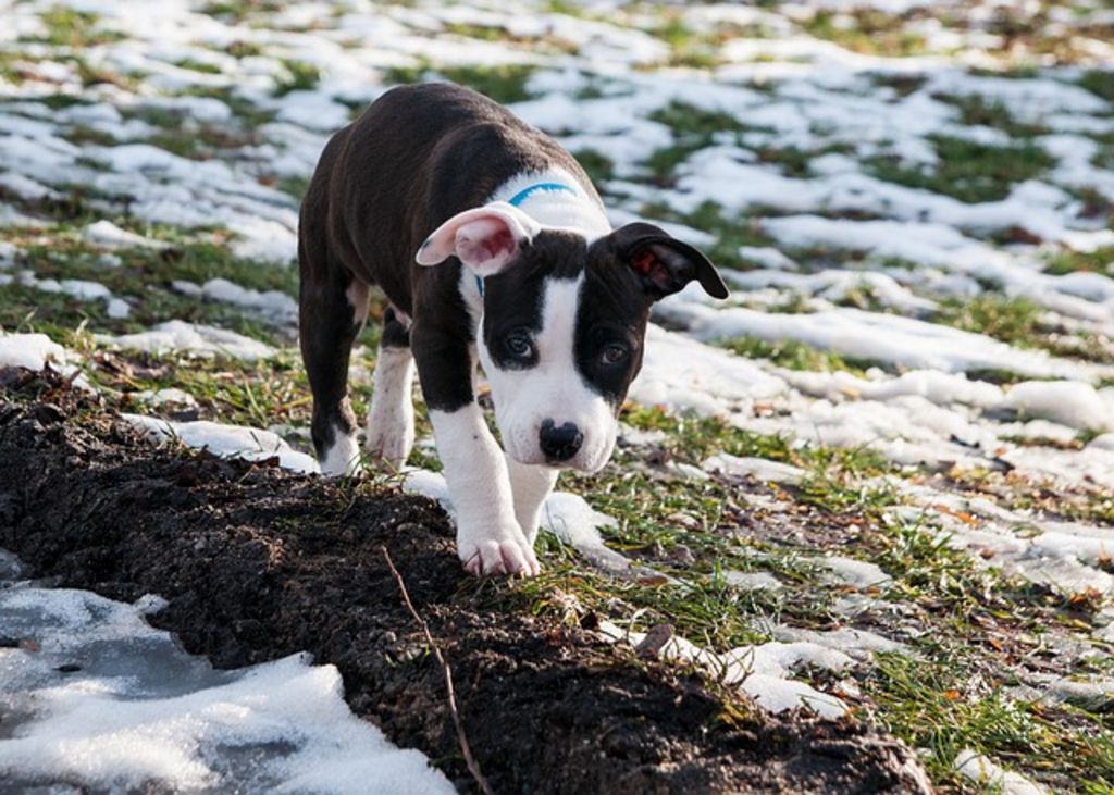 chiot amstaff