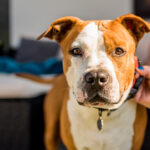 American staffordshire terrier