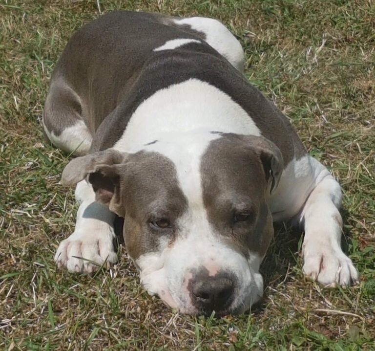 Amstaff : une nouvelle maladie héréditaire le frappe