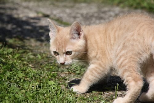 Chenilles processionnaires : fléau et danger pour le chien, le chat, l’homme et la nature
