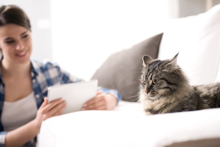 Wormen kat: niet te voorkomen, wel te verhelpen