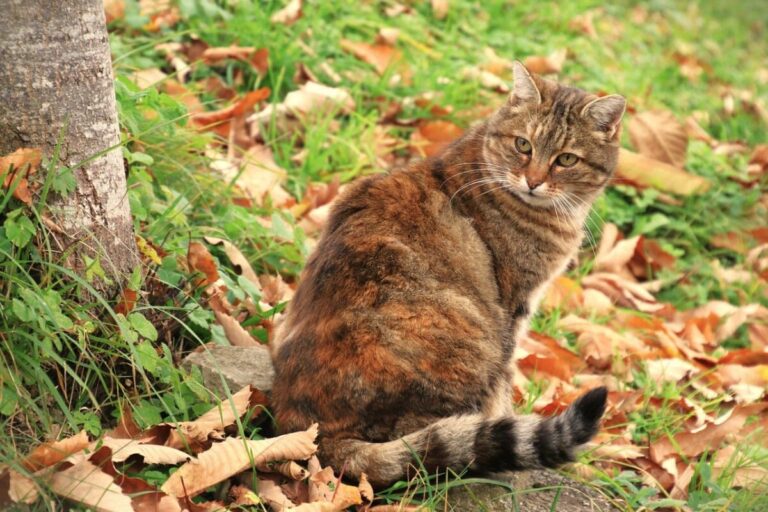 Les chenilles processionnaires sont-elles dangereuses pour les chats ?