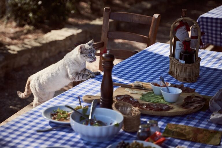 Les 10 aliments les plus toxiques pour les chats
