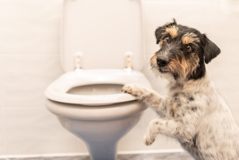 Diarree bij honden: wanneer moet je je zorgen maken?