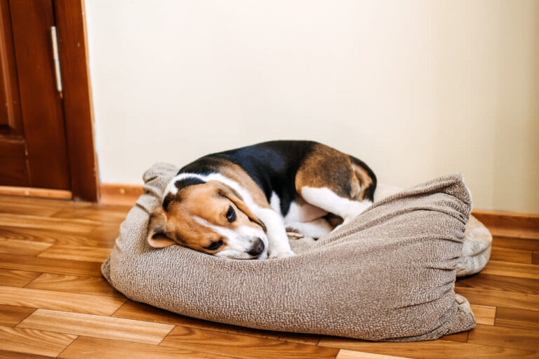 Help, mijn hond heeft kennelhoest!