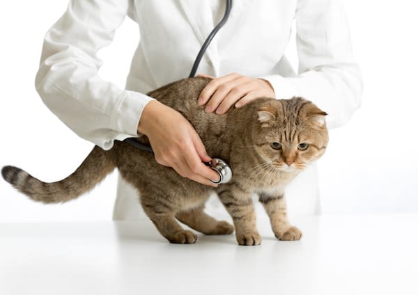 Problèmes cardiaques : les maladies fréquentes chez le chat