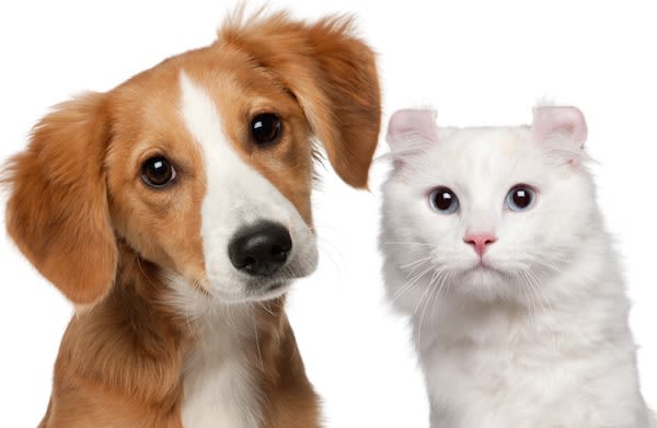 Ces parasites qui empoisonnent la vie des chiens et chats