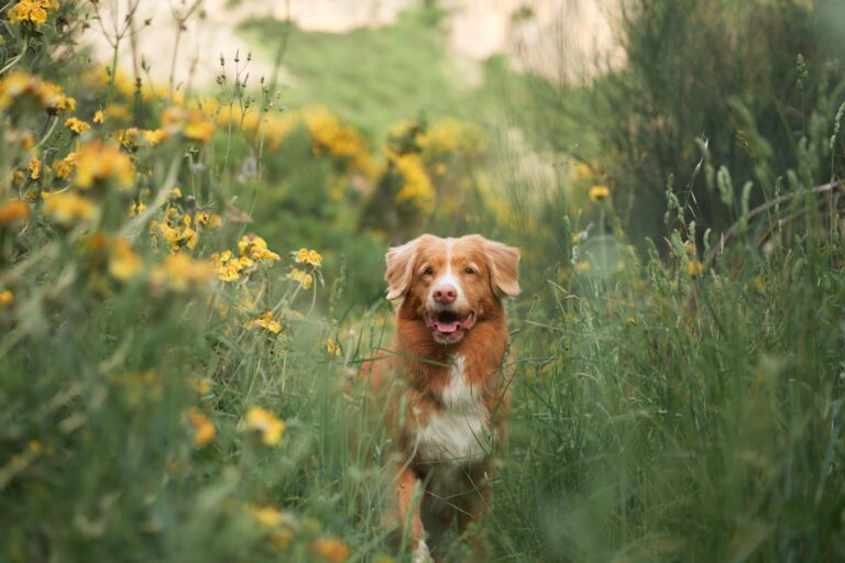 Piroplasmose du chien : comment soigner et prévenir cette maladie ?