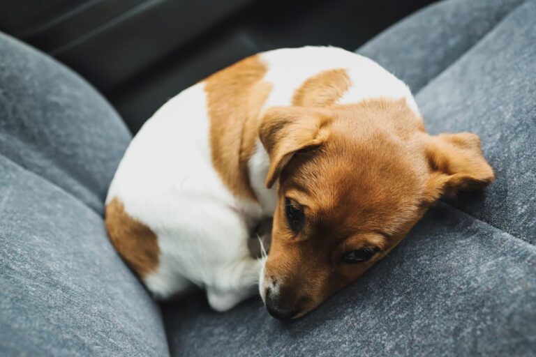Que signifie un chien qui tremble au repos ? 