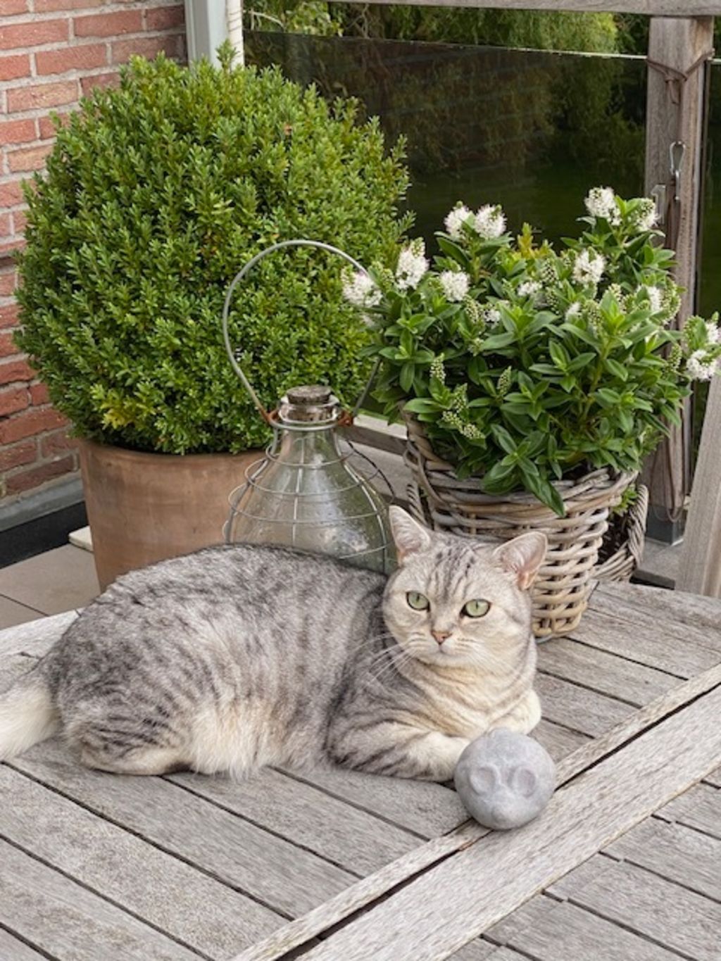 chat roux