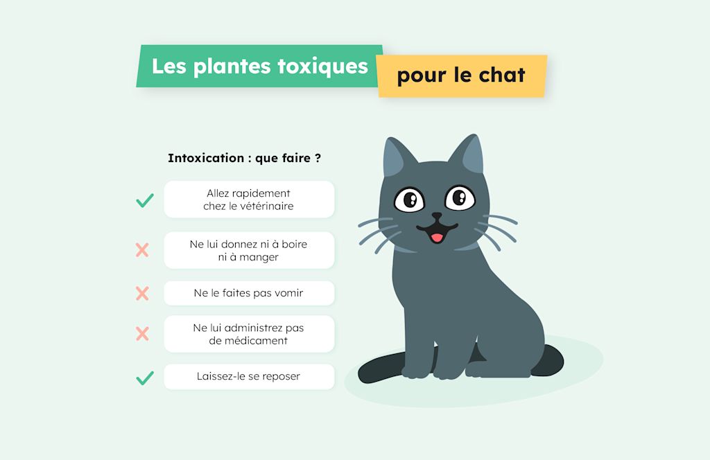 SVFR-Infographie Fleurs Toxiques Infographie - Chat Plantes toxiques copie 2