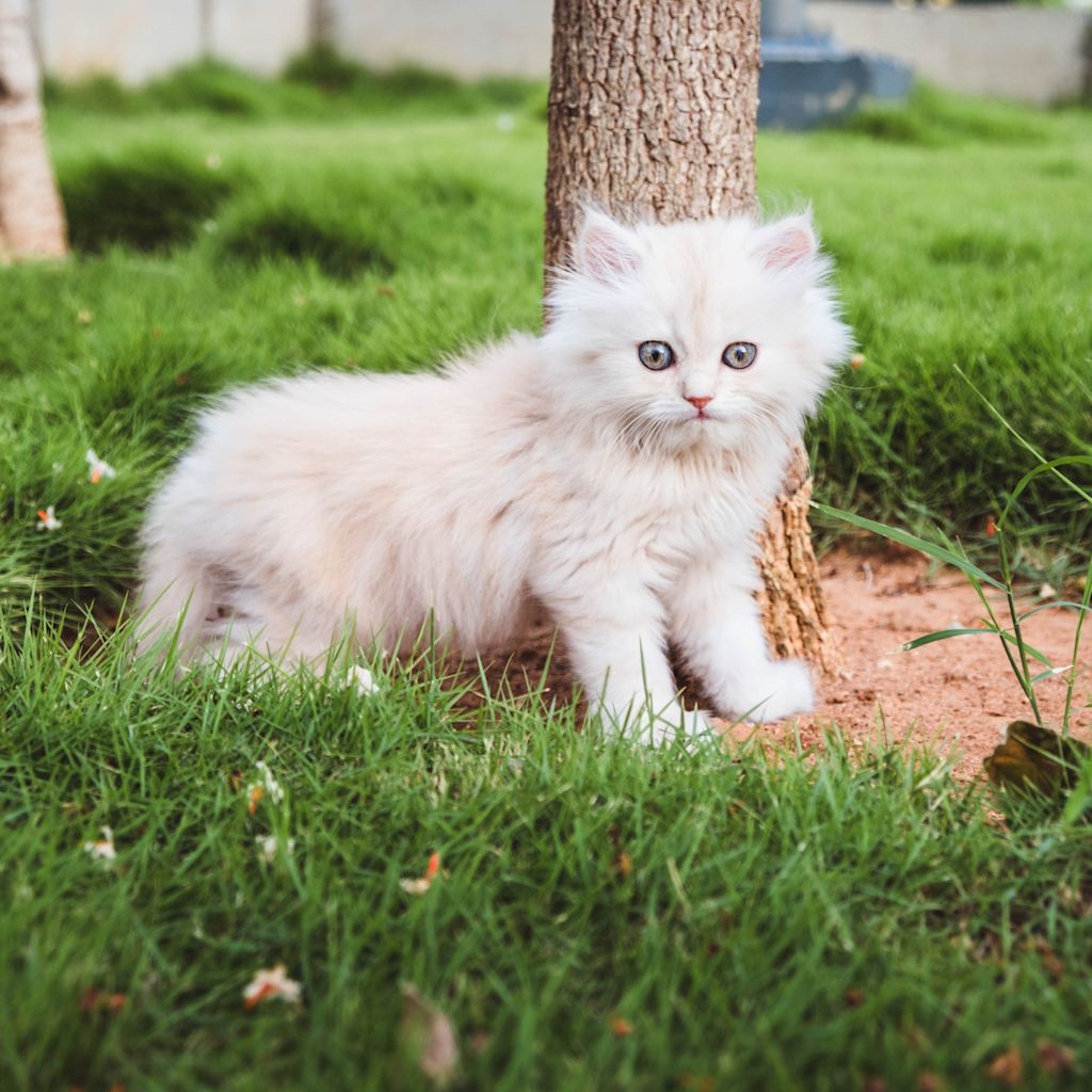 joli chaton persan
