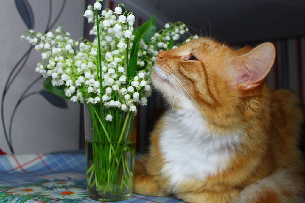 chat_danger_muguet_plante_toxique