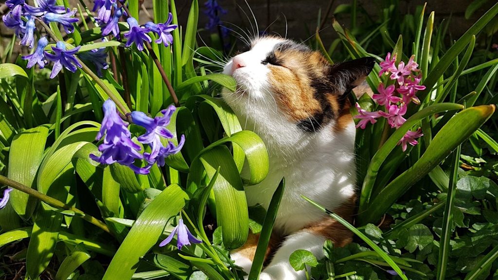 Chat entour&eacute; de fleurs