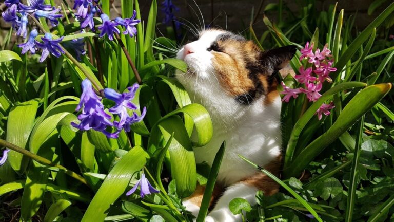 Plante toxique pour les chats : attention danger !