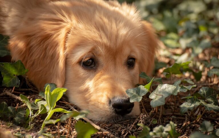 Tiques chez le chien : tout ce que vous devez savoir