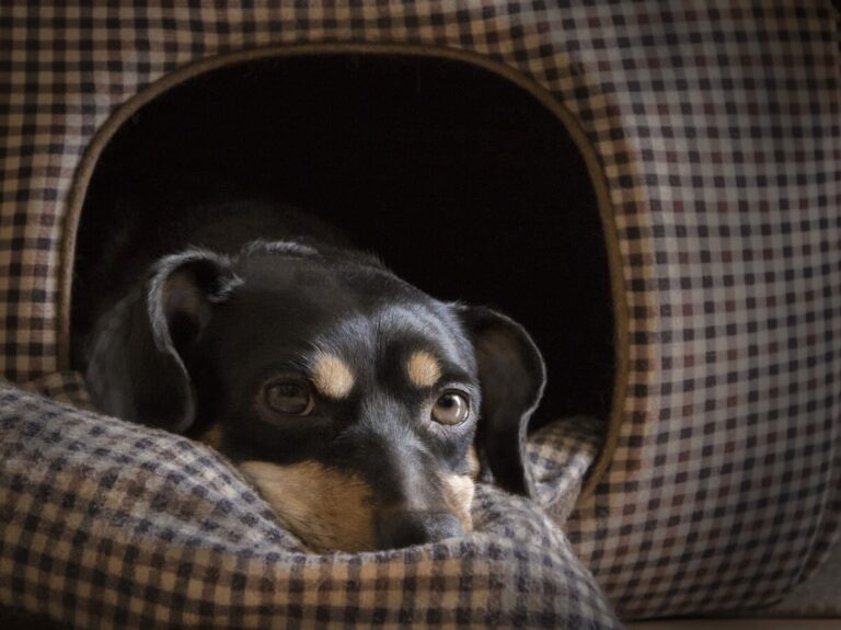 Faire garder son chien : quelles solutions s&rsquo;offrent à vous ?