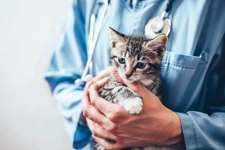 Le coryza du chat : traitement et prévention