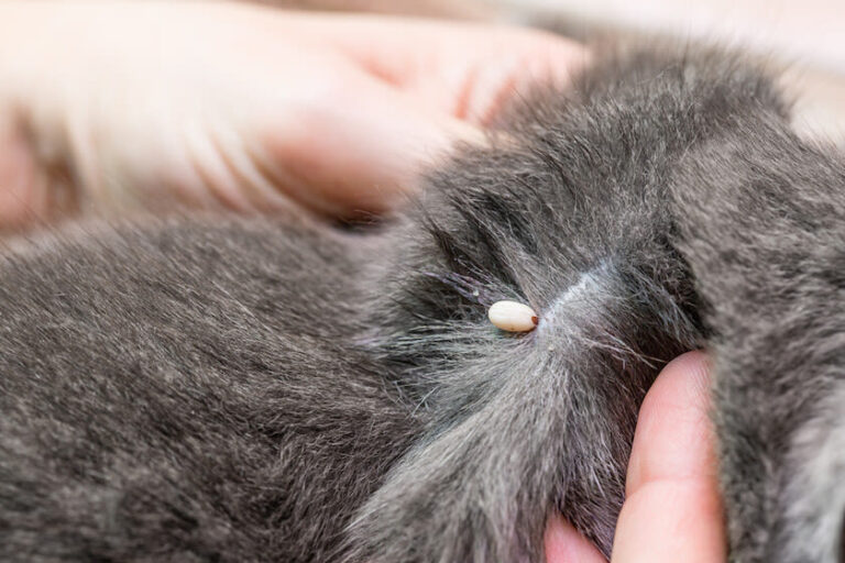 Teken bij katten
