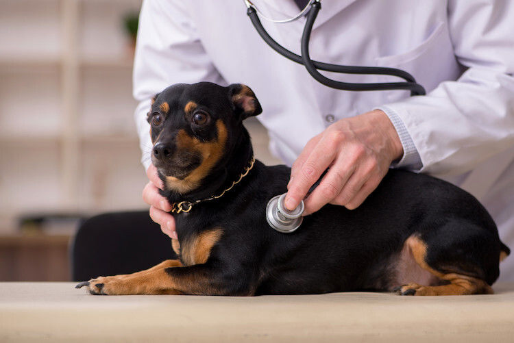 Tout savoir sur le rythme cardiaque et respiratoire du chien