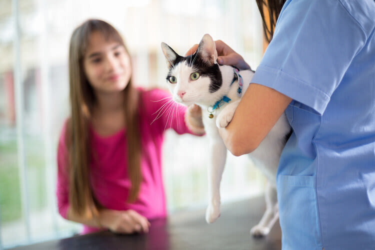 Waarom en wanneer moet ik mijn kat laten steriliseren?