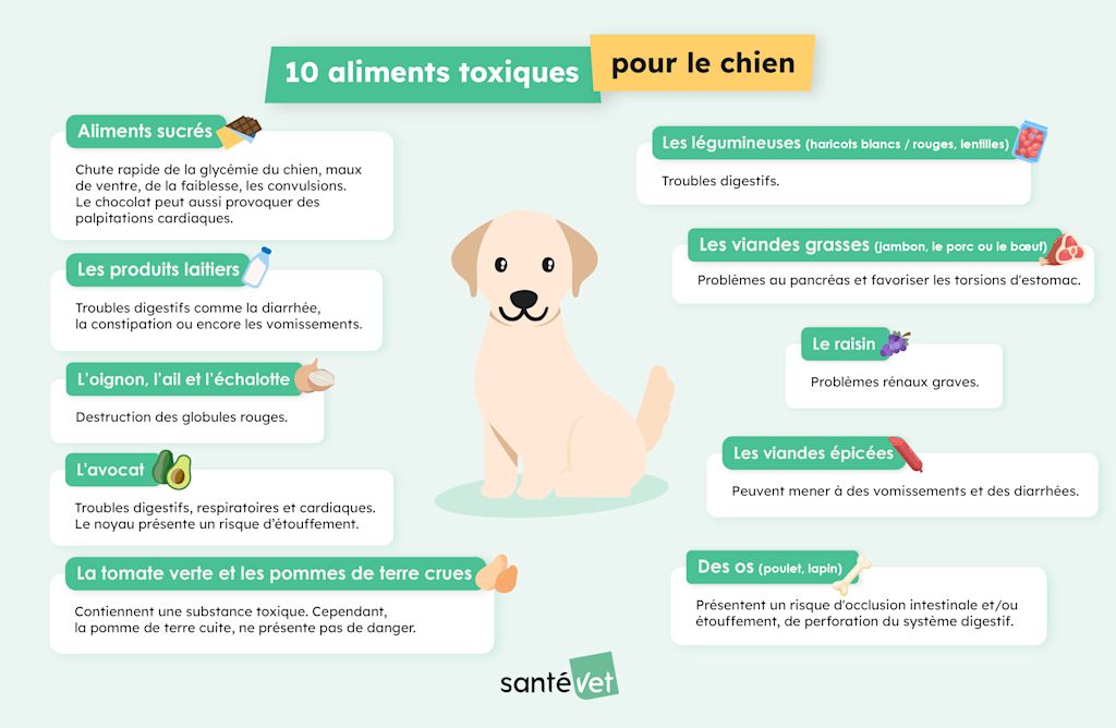 Attention danger : les aliments toxiques pour nos chiens