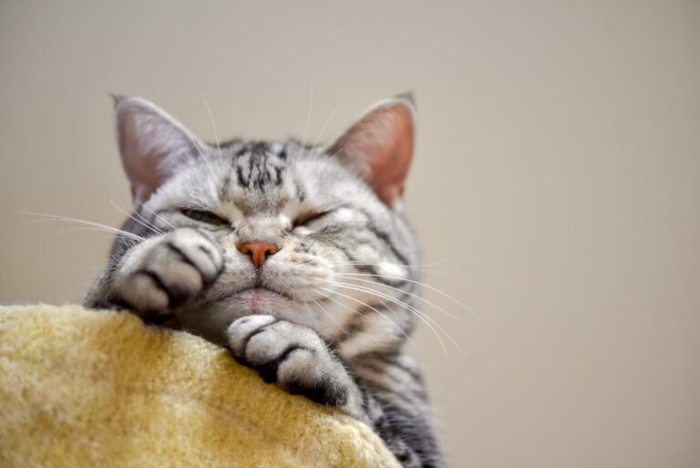 Brûlure de coussinet chez le chat