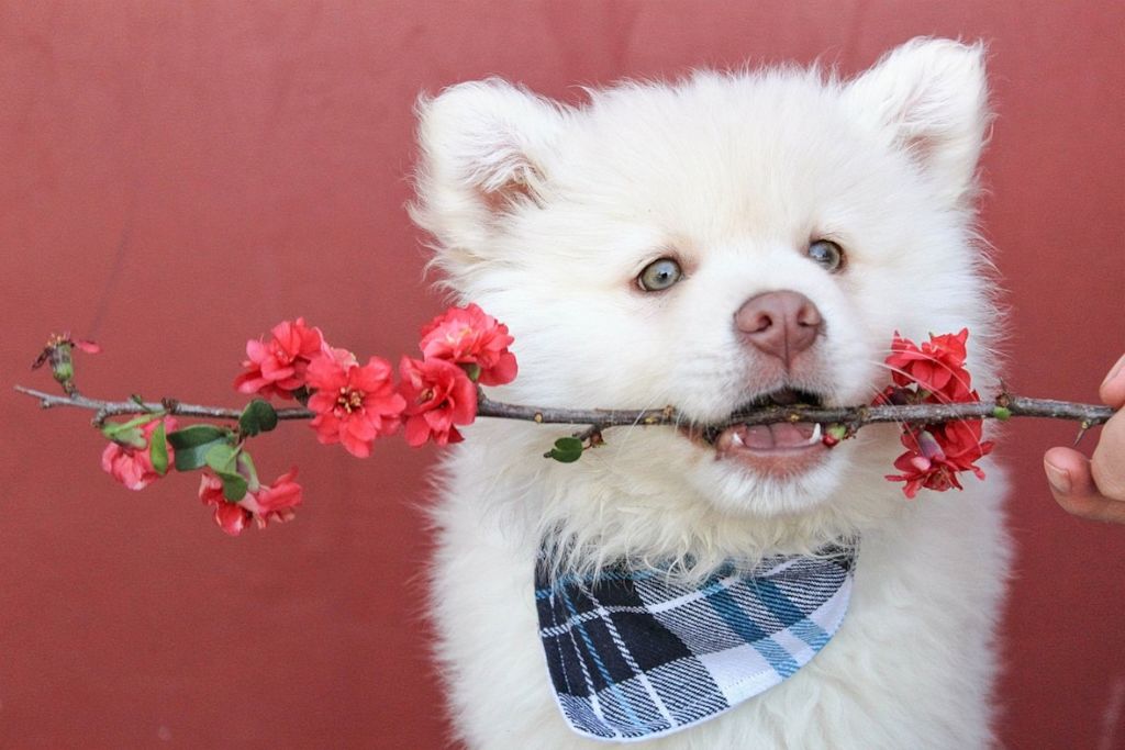 Chien avec une branche dans la gueule