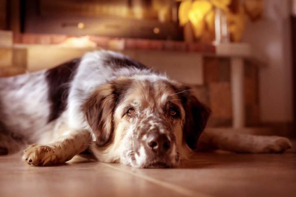 chien diabete guerison