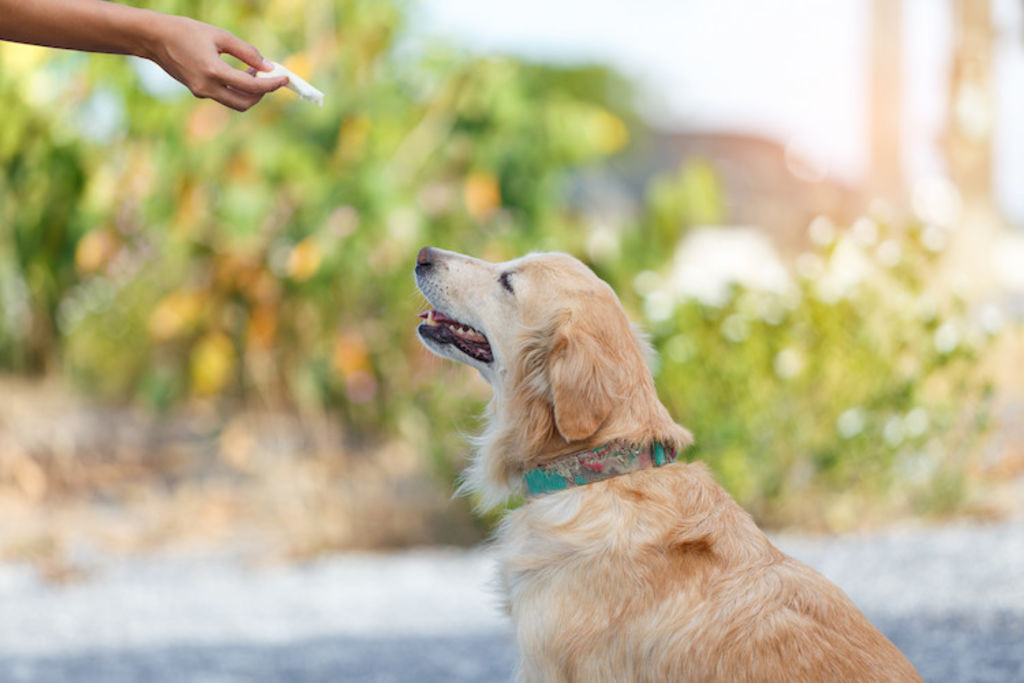 chien et friandise