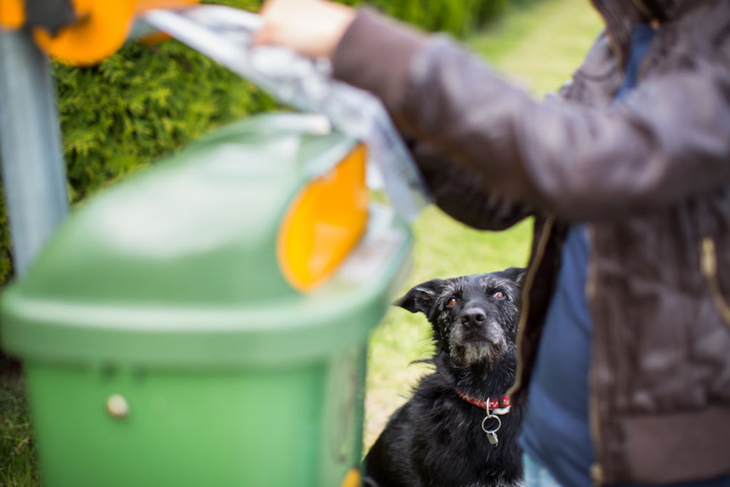 chien poubelle intoxication