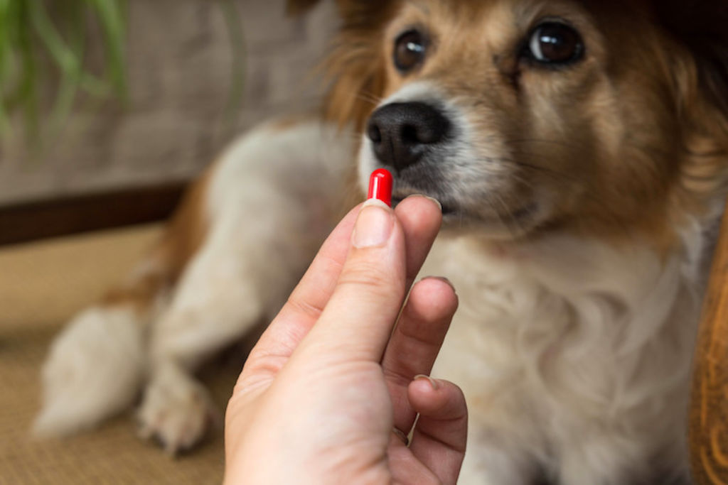 complements alimentaires chien