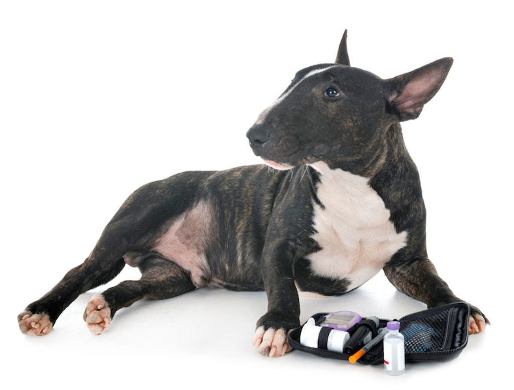 diabete_insuline_chien