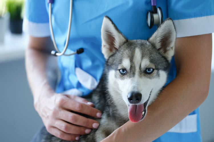 Tout savoir sur le diabète chez le chien