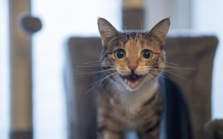 Wat wil een kat die de hele tijd miauwt zeggen ?