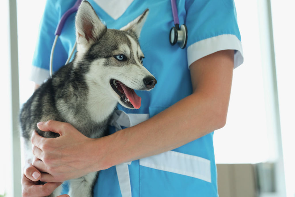 soins chien intoxication urgence