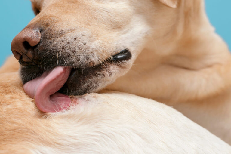 Huidproblemen bij honden