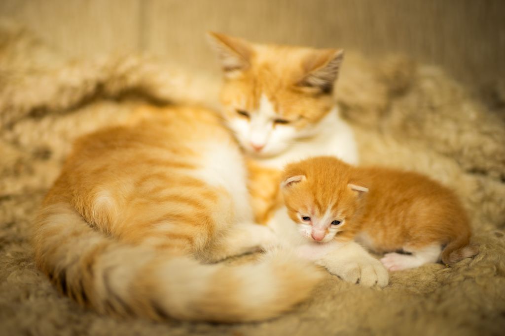 chaton roux et sa maman tigr&eacute;e